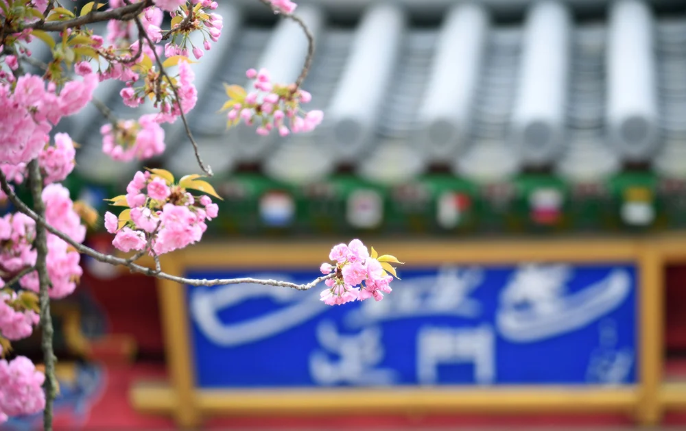수양벚나무가 늘어진 남이섬의 아름다운 벚꽃길