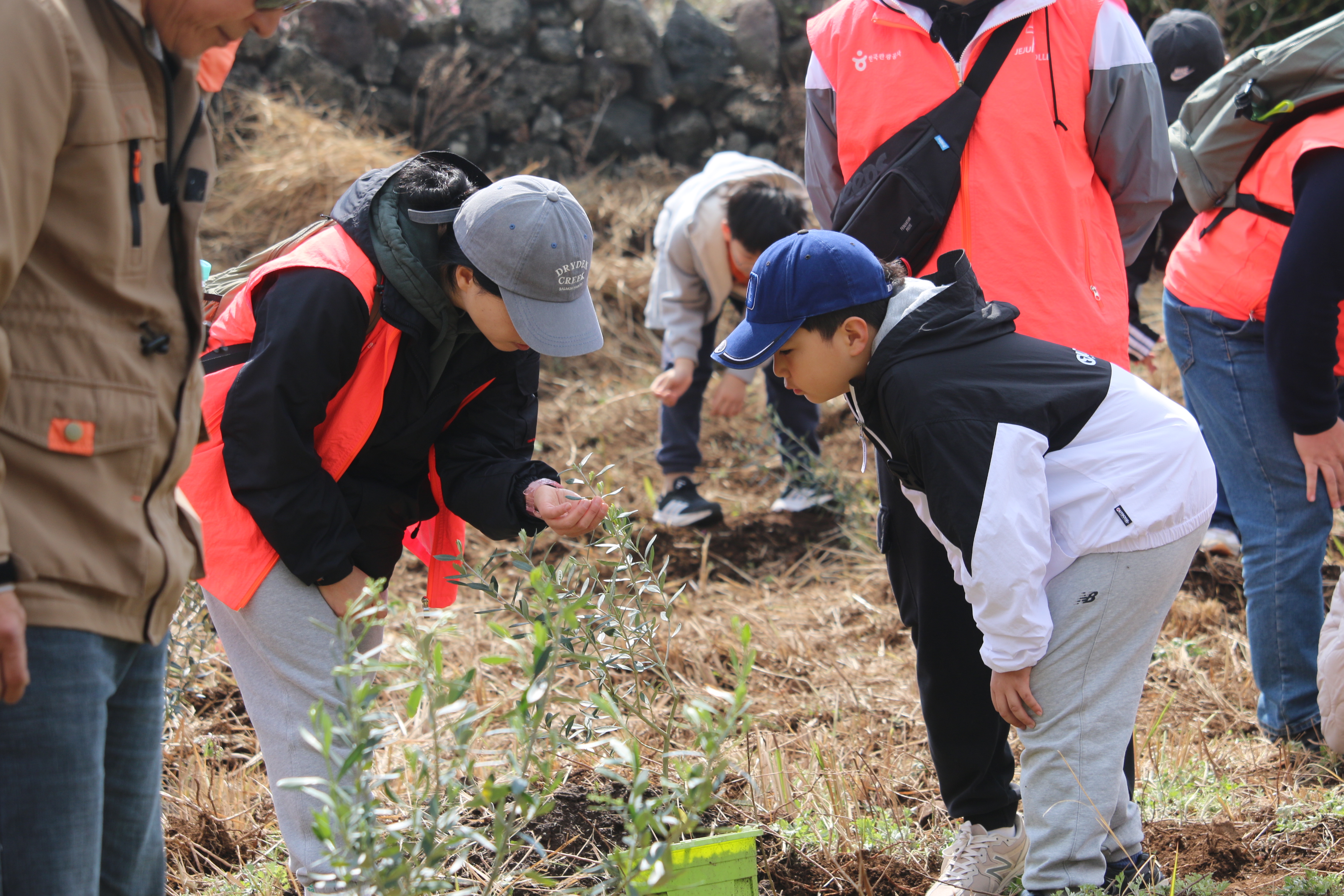 비양도 올리브나무 식수 행사(1)