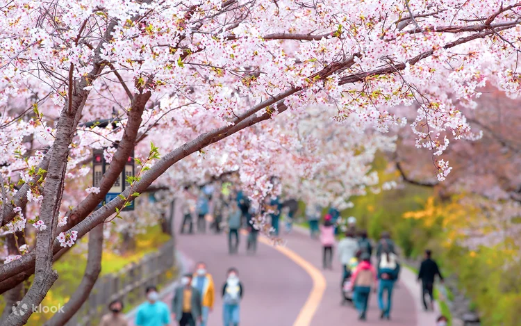 에버랜드 프라이빗 가든 체리 블라썸 투어